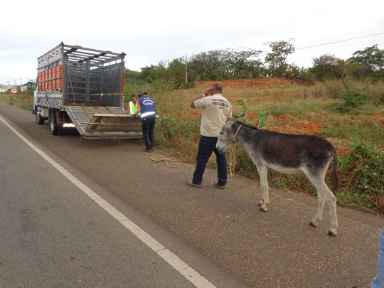 Sudoeste da Bahia: Operação conjunta resulta na captura de 17 animais na BA-262