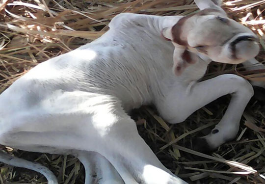 Bezerro nasce com três olhos em Palmas de Monte Alto