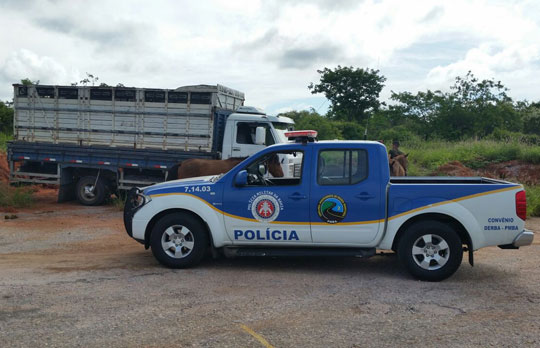 Brumado: PRE realizou operação de captura de animais na BA-148