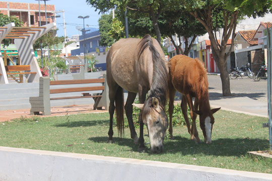 Vereadores vão debater com o executivo brumadense destino dos animais soltos na cidade