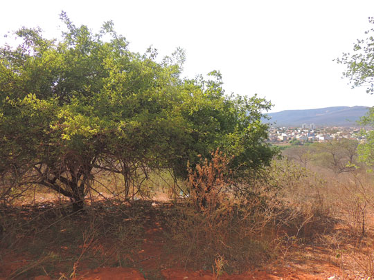 Plantas da Caatinga podem ajudar a combater Aedes aegypti