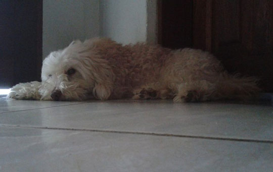 Cachorro da raça poodle desaparece em Brumado e donos pedem ajuda para encontrá-lo