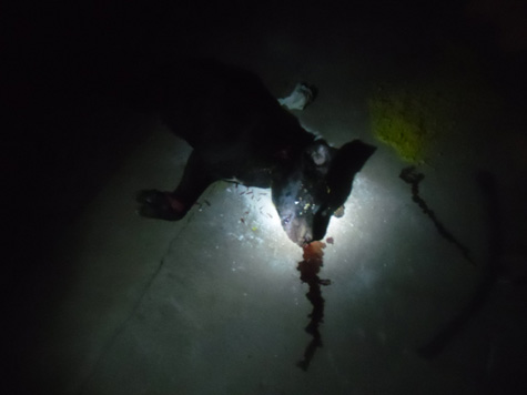 Brumado: Pitbull vira despacho de macumba