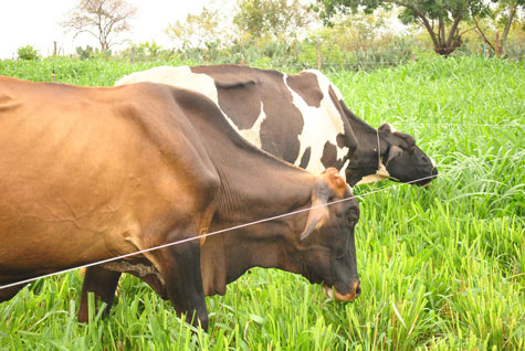 Produtores de Leite de Caculé recebem assistência técnica