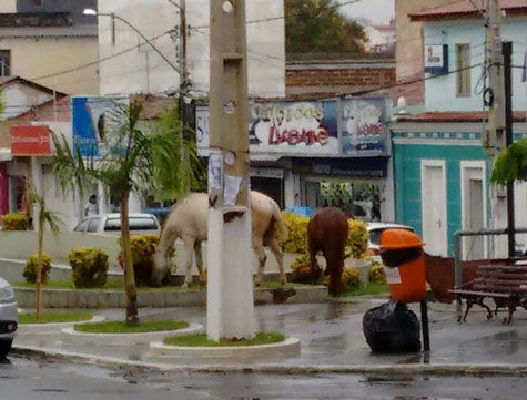 Morador denuncia livre circulação de animais em praça de Brumado