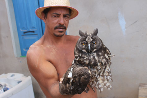 Coruja africana com asa machucada cai em casa de pedreiro em Brumado