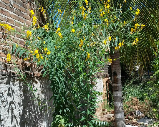 Aedes-aegypti ganha mais um inimigo natural em Brumado