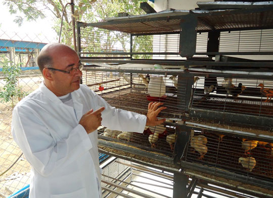 Frango de carne negra é pesquisado na Uesb de Itapetinga