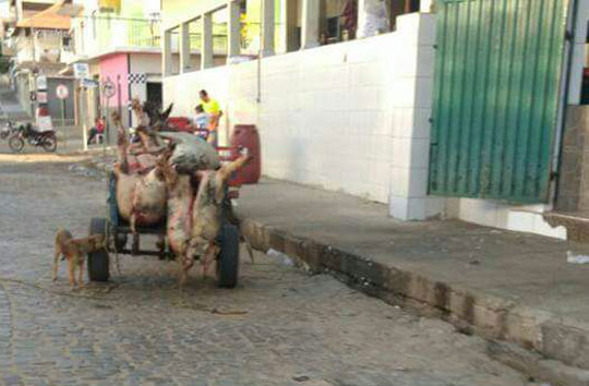 Flagrante de abate e transporte clandestino de carne em Livramento de Nossa Senhora