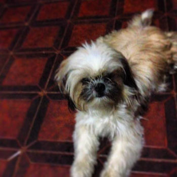 Cachorra da raça Shih-tzu desaparece em Brumado