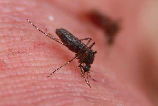 Dengue cresce 153% na Bahia em 2015 em comparação a 2014