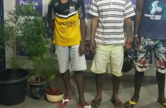 Brumado: Polícia civil intercepta comercialização de mudas de maconha na BR-030