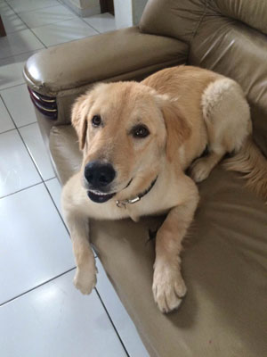 Brumado: Cachorra desaparece nas proximidades da Escola Rotary