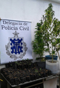 Mais uma plantação de maconha é encontrada na zona rural de Ibicoara