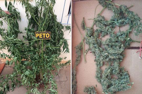 Pés de maconha são apreendidos em residência em Livramento de Nossa Senhora