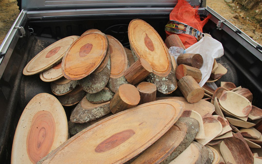 Seis mandados de busca são cumpridos em combate à extração ilegal de madeira em Porto Seguro