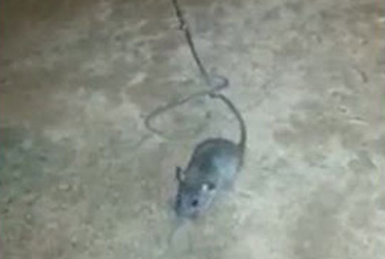 Tocantins: Presos adestram rato para transportar drogas em presídio