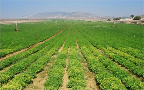 Agricultores que aderiram ao plano de incentivo a safra recebem pagamento