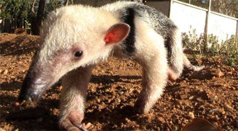 Vitória da Conquista: Filhote de tamanduá-mirim vira atração em centro de tratamento