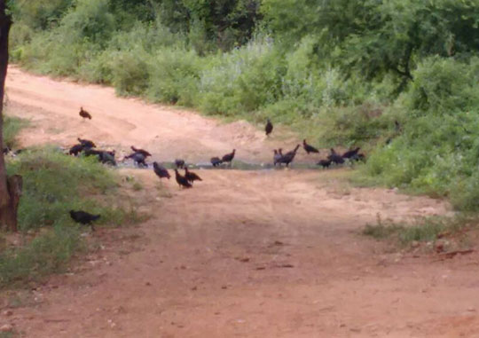 Brumado: 30 dias de esgoto a céu aberto no Bairro Malhada Branca