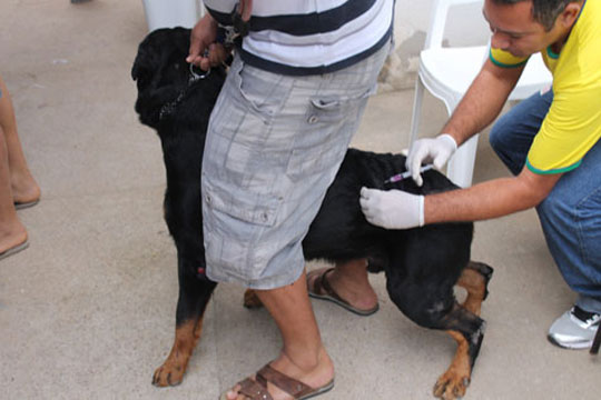 Vigep pretende vacinar 10 mil cães e gatos em Brumado