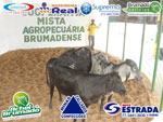 ExpoBrumado 2014 - Leilão de Animais