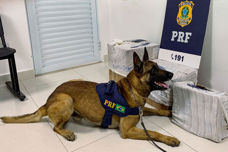 Cão farejador encontra 72 kg de maconha durante abordagem em Vitória da Conquista