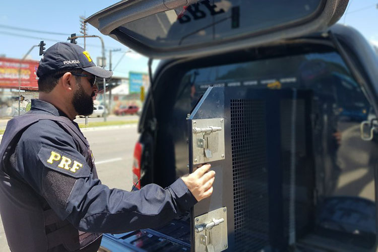 PRF prende foragido da justiça no dia do seu aniversário na BR-116 em Planalto