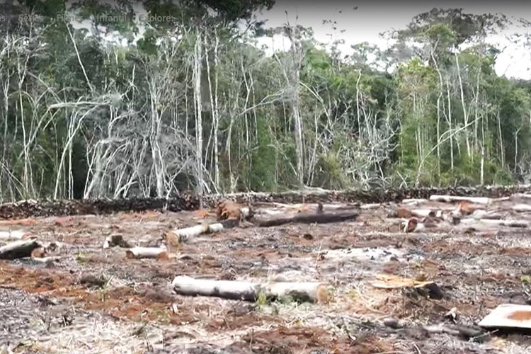 Ibicoara: Terreno desmatado é encontrado em área de proteção ambiental