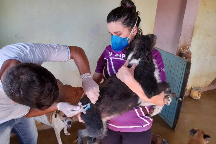 Inicia nesta segunda-feira (31) a vacinação antirrábica animal em Brumado