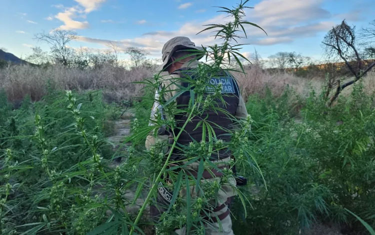 Cerca de 29,5 mil pés de maconha são destruídos no norte da Bahia