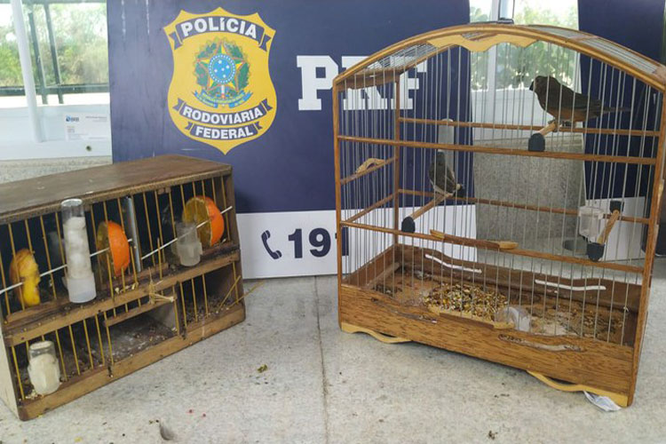 Conquista: PRF resgata pássaros sendo transportados irregularmente dentro de mochilas