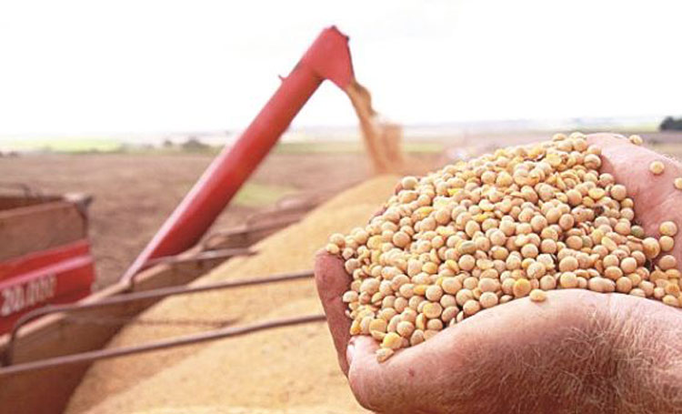 Nordeste tem o maior aumento percentual do Brasil na produção de grãos