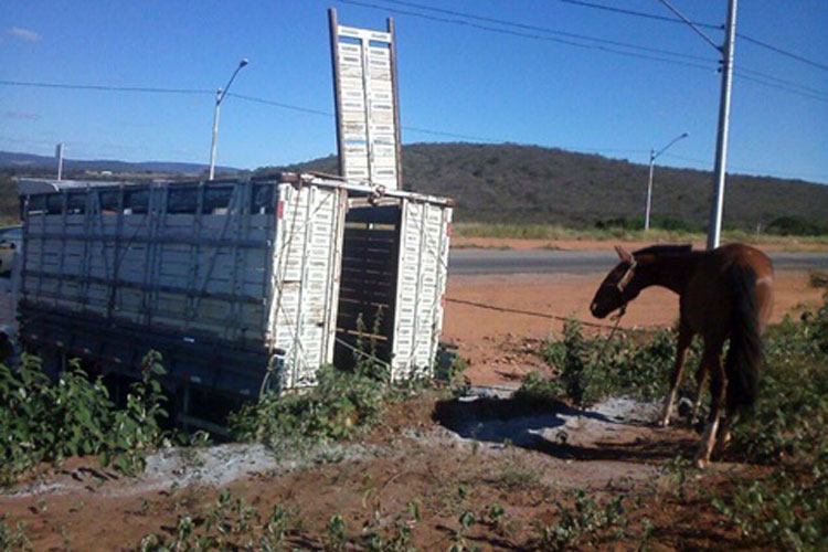 Carrocinha volta a recolher animais de grande porte nas ruas de Brumado