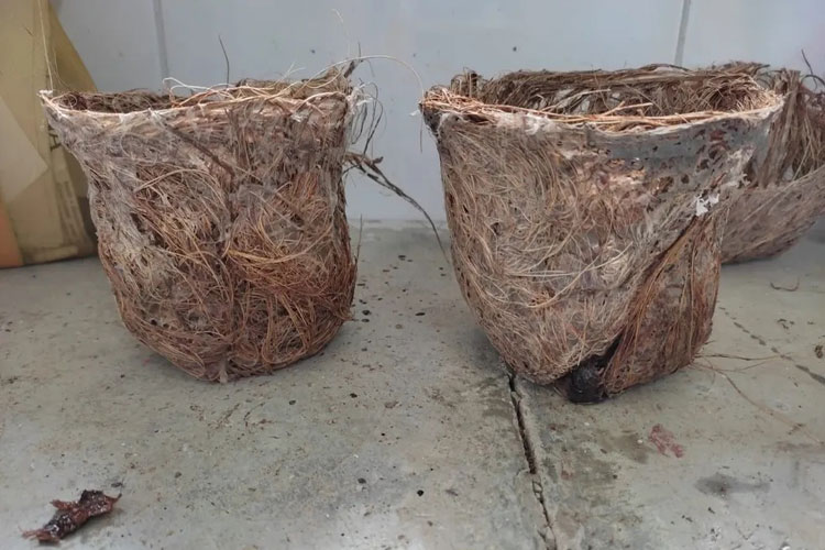 Estudantes baianas desenvolvem vaso para plantas à base de cascas de coco verde