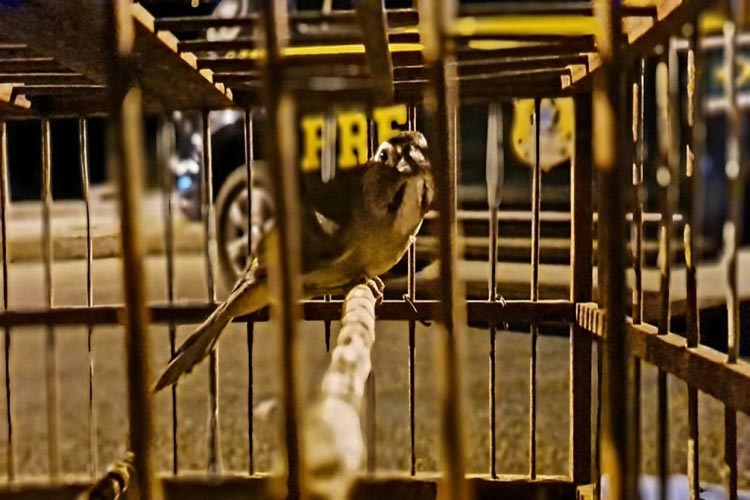 Jequié: Aves são resgatadas e veículo roubado transportado em cegonha é recuperado