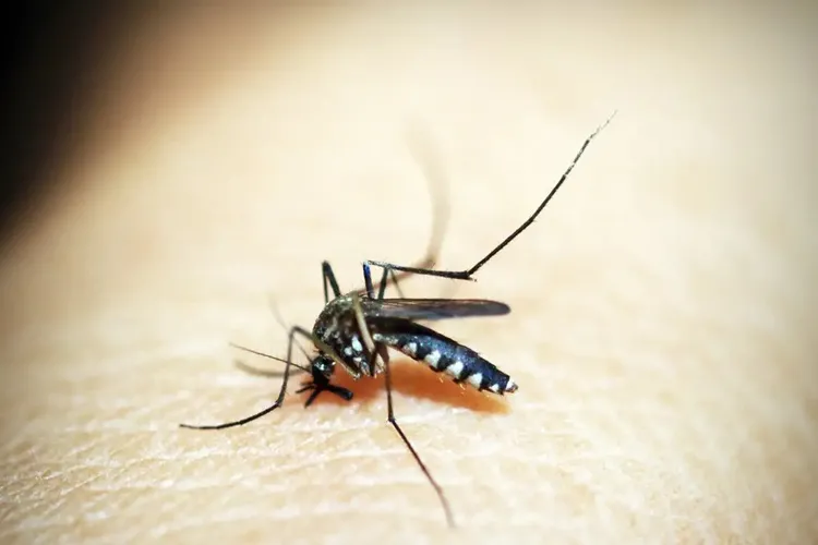 Ministério da Saúde discute plano de enfrentamento da dengue