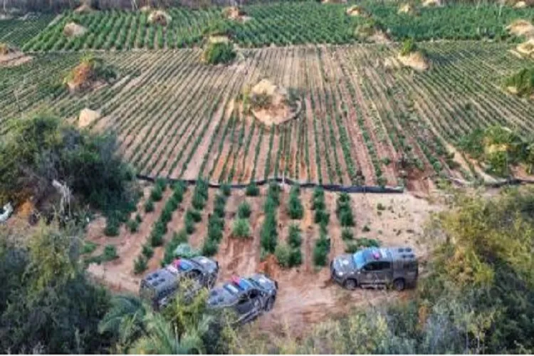 Polícia Militar erradica mais de 187 mil pés de maconha no interior da Bahia