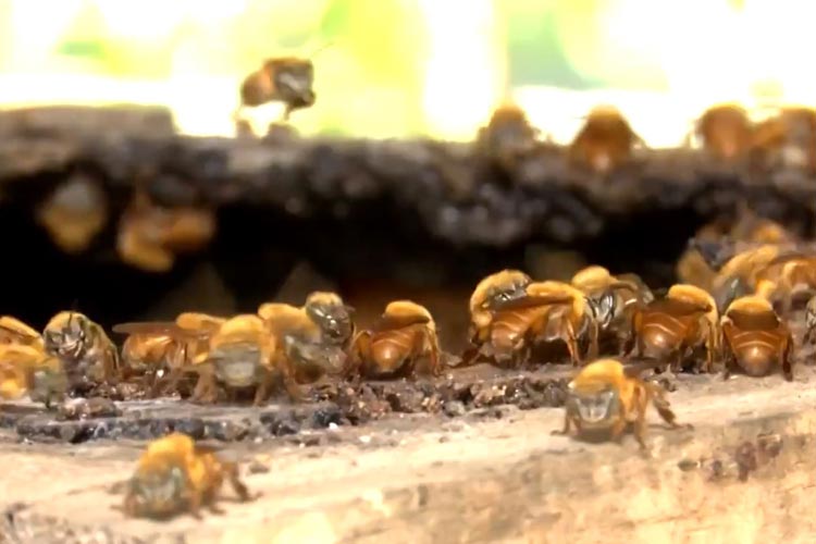 Pesquisadores baianos criam solução contra parasitas de abelhas sem ferrão