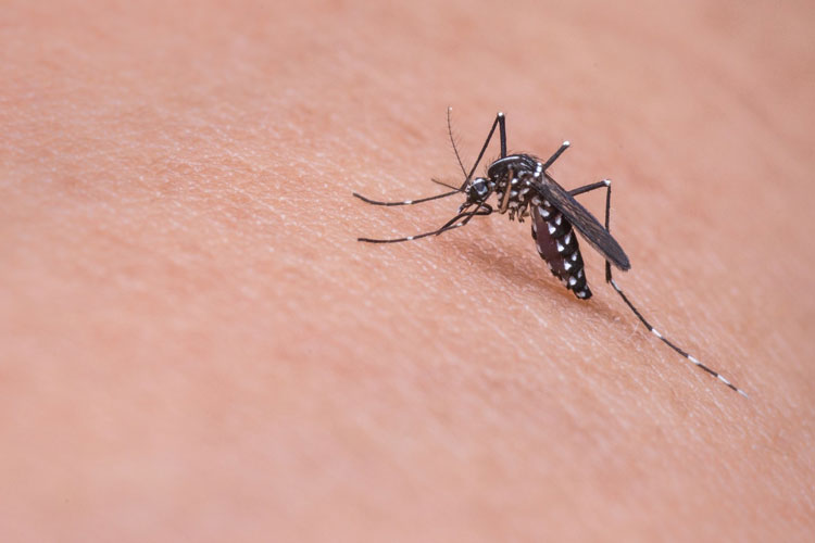 Bahia tem 255 cidades em alerta de surto de dengue, zika e chikungunya