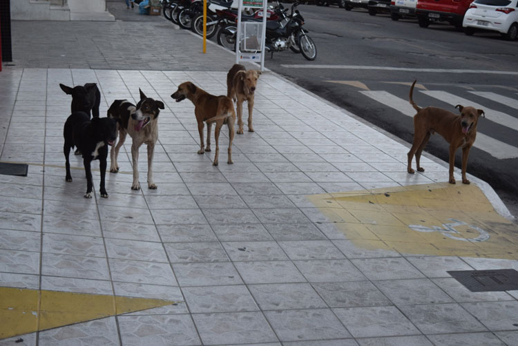 Cresce população de animais de rua em Brumado; município é ponto de despejo da região