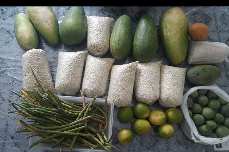 Produção de alimentos complementa renda de agricultores de Candiba