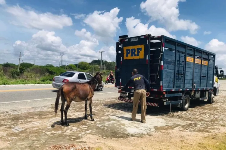 PRF intensifica recolhimento de animais soltos nas rodovias do sudoeste baiano