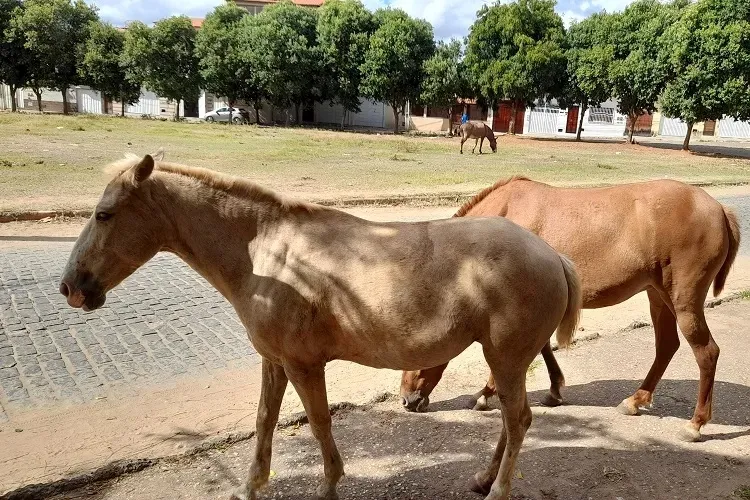 Equinos comem plantas e rasgam sacolas de lixo irritando moradores em Brumado