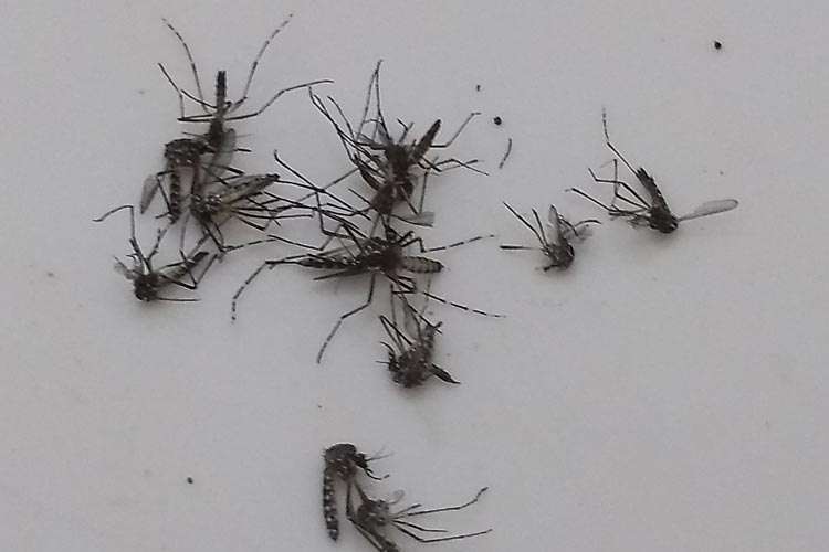 Sobe para 41 o número de notificações da dengue em Brumado