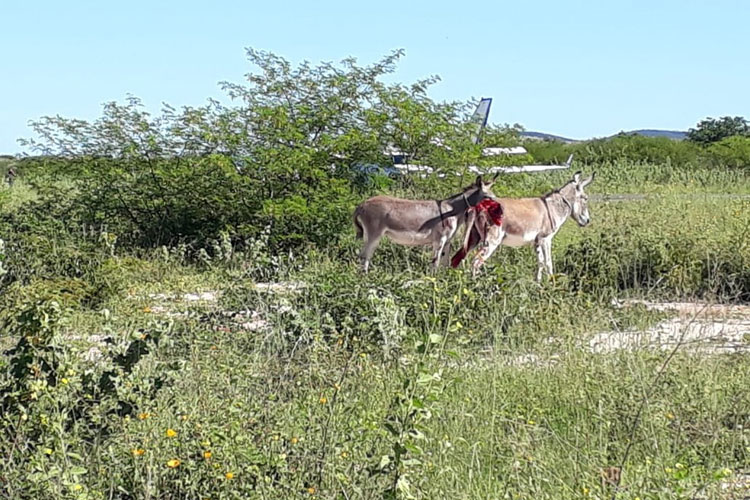 Ibotirama: Jumento atingido por avião que transportava vacinas da Covid-19 é encontrado morto