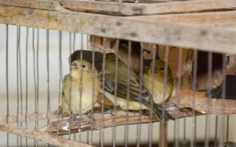 Aves silvestres são apreendidas em cativeiro na cidade de Iguaí
