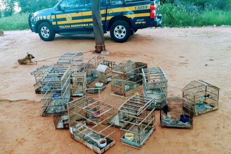 PRF resgata 44 aves silvestres criadas em cativeiro em Lagoa Real