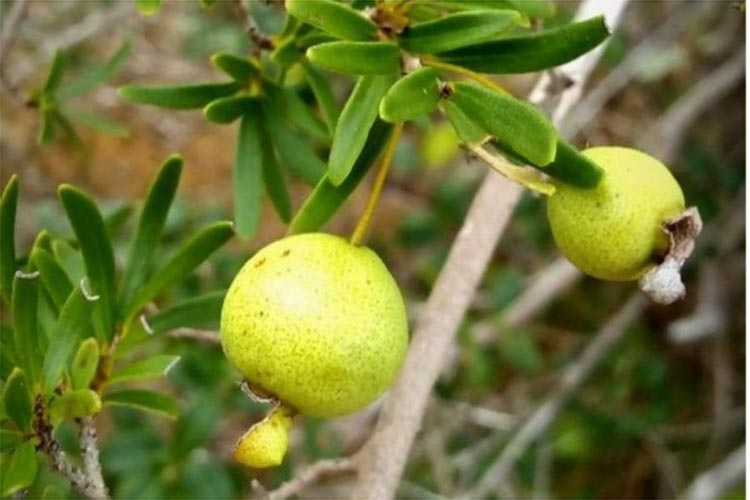 Nova espécie de goiabeira é encontrada na zona rural de Lagoa Real