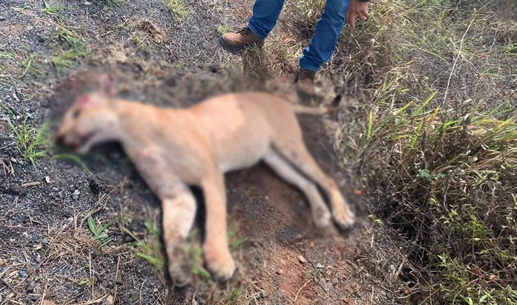 Onça morre após atropelamento na BA-052 na Chapada Diamantina